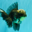 AAA Grade Kirin Jade Head Oranda Male 6 inches #070626OR_20