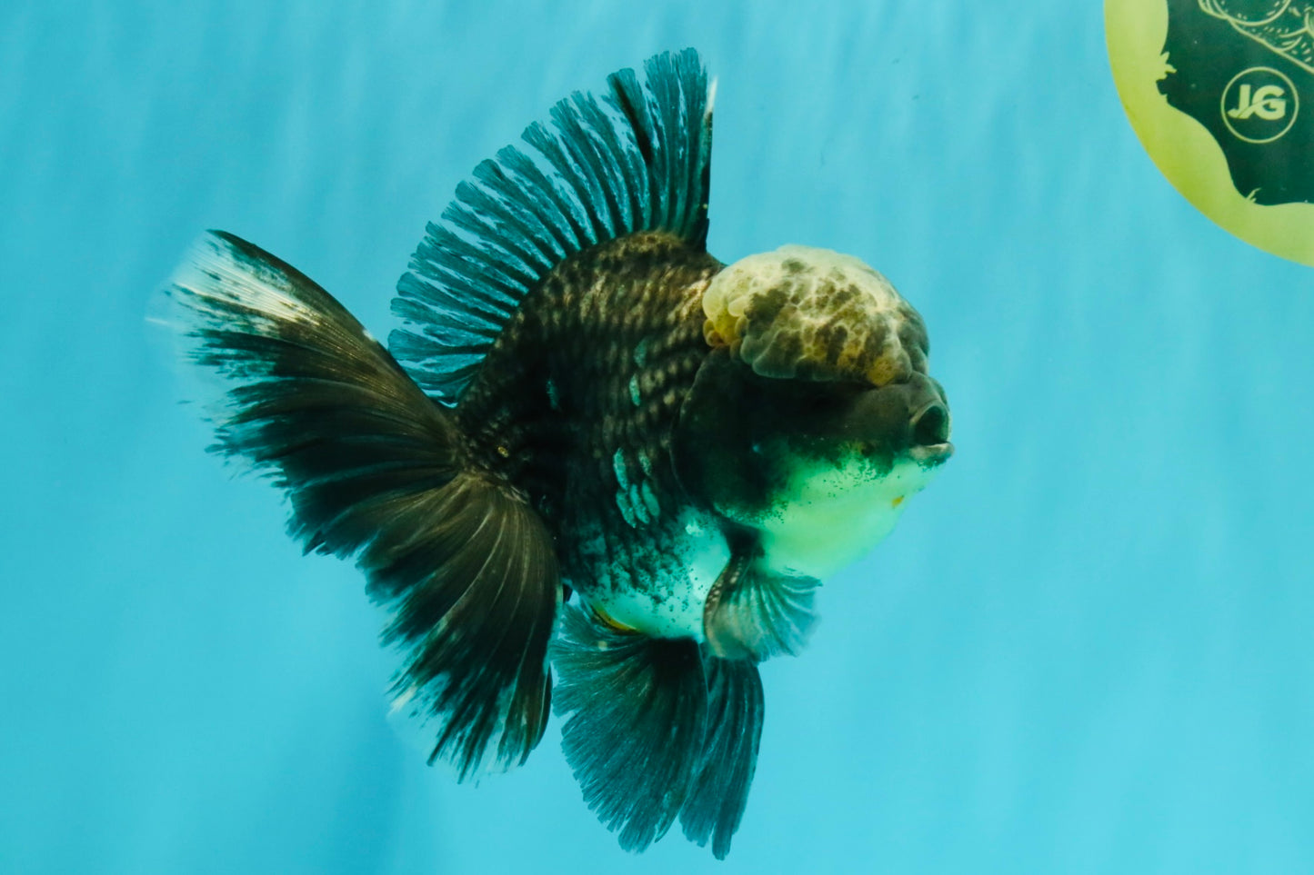 AAA Grade Kirin Jade Head Oranda Male 6 inches #070626OR_20