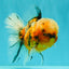 A Grade Tiger Oranda Male 5.5-6 inches #081426OR_04