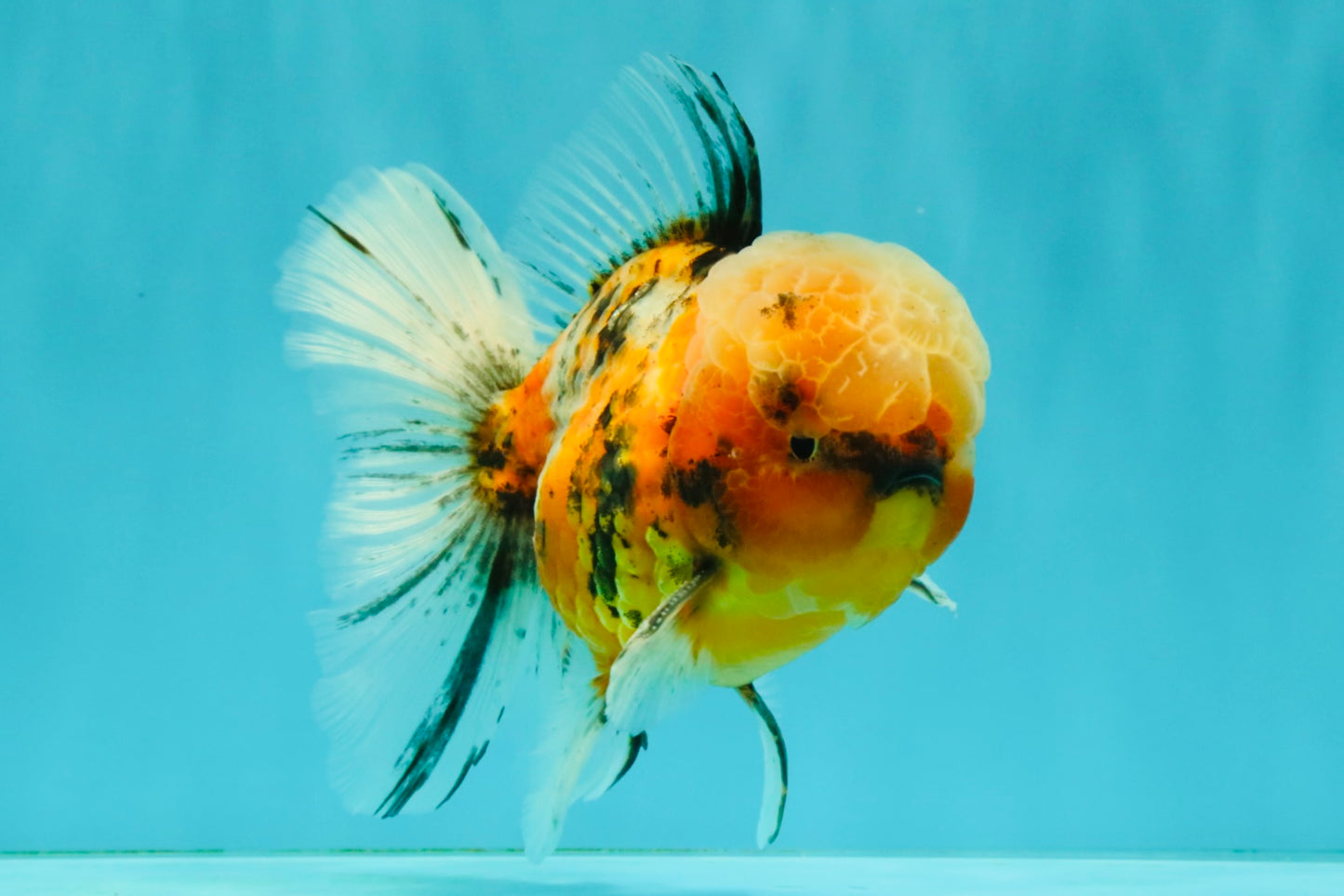 A Grade Tiger Oranda Male 5.5-6 inches #081426OR_04