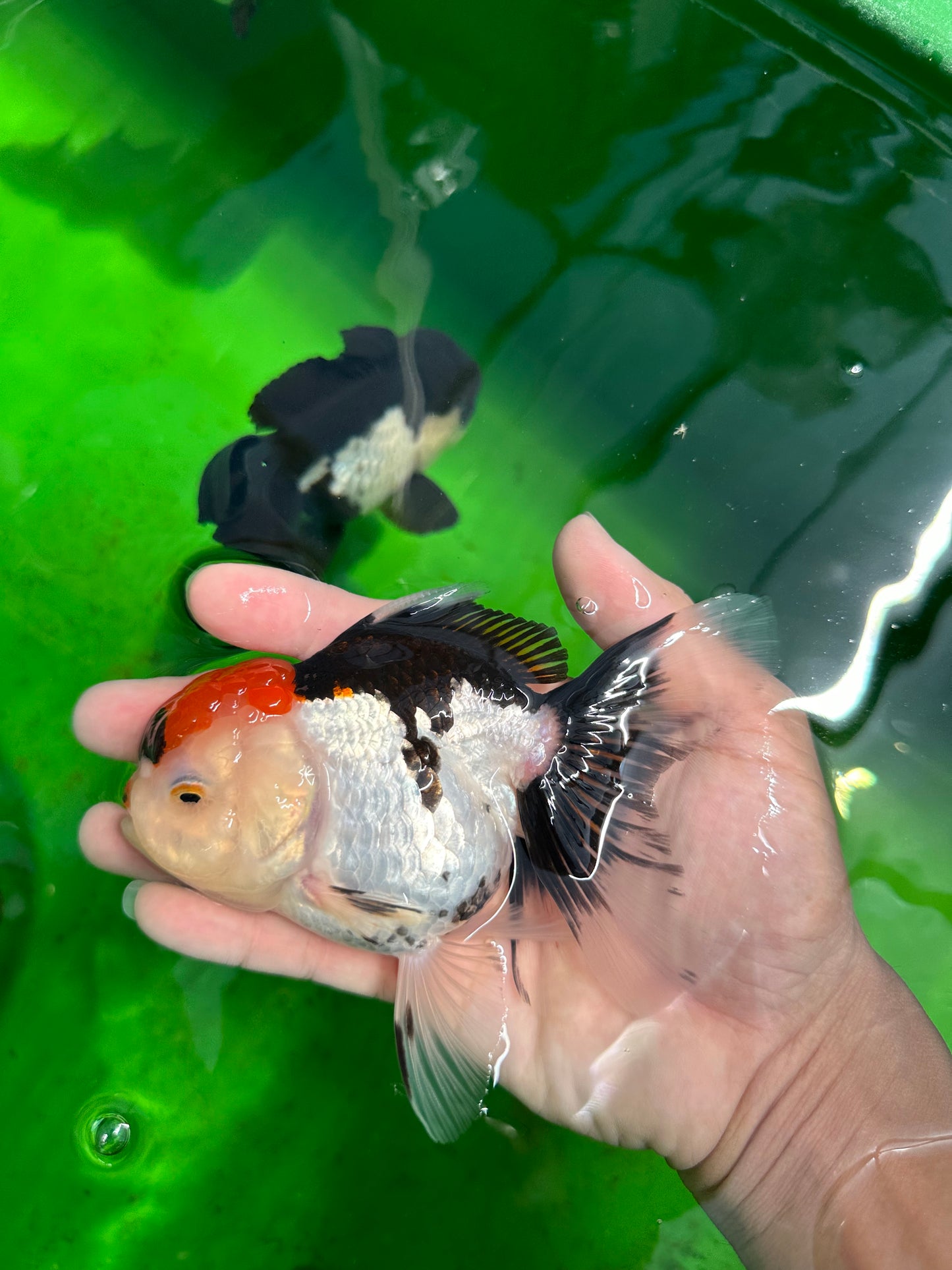 A Grade Crown Tricolor Oranda Female 5 inches #0607OR_01