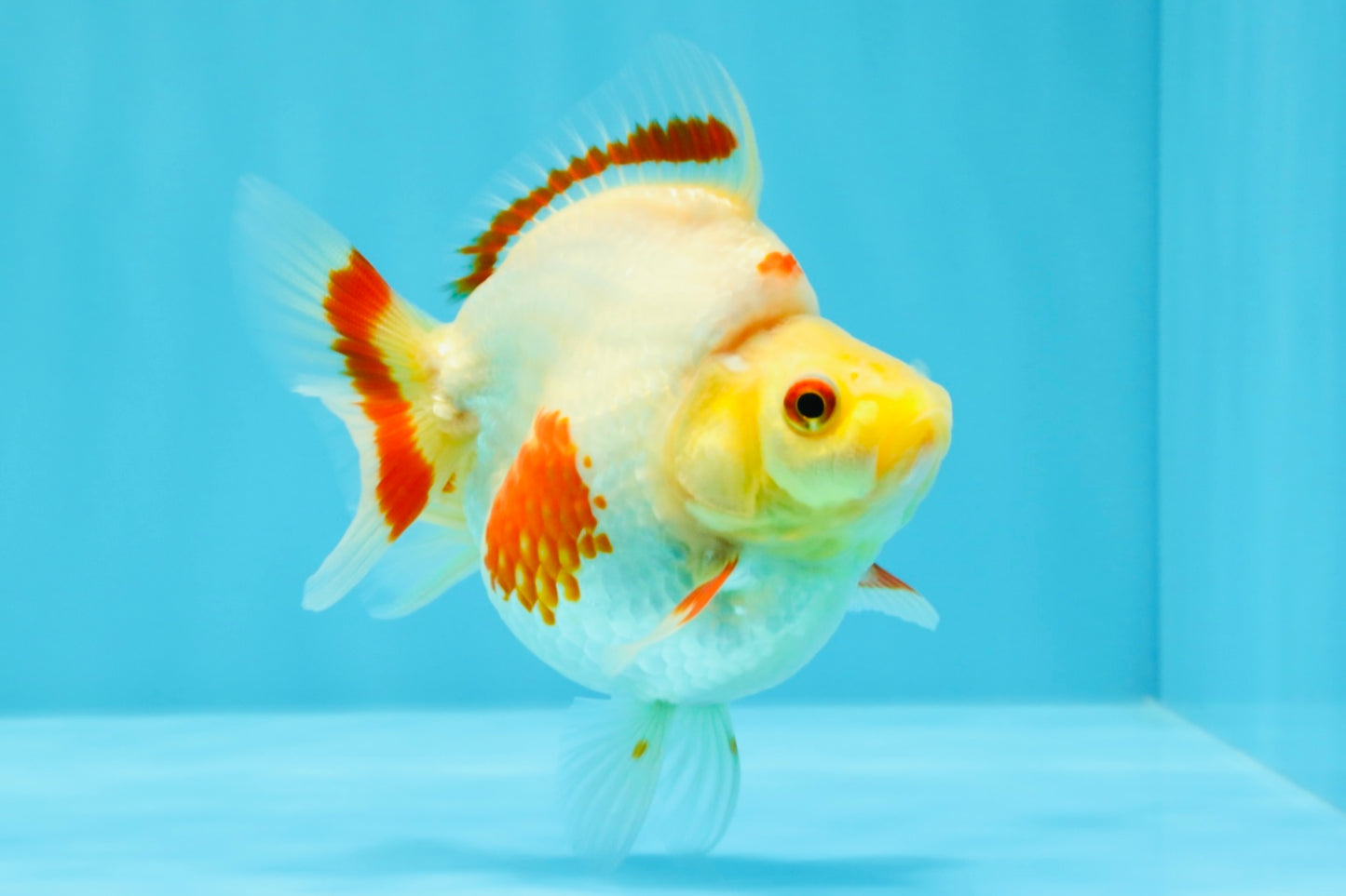 AAA Grade Red White Ryukin Female 4 inches #022726RK_17