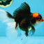 A Grade Tricolor Oranda Female 5.5-6 inches #100325OR_18