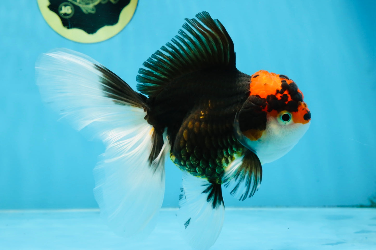 A Grade Tricolor Oranda Female 5.5-6 inches #100325OR_18