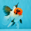 Tricolor Oranda Male 5-5.5 inches #041026OR_12