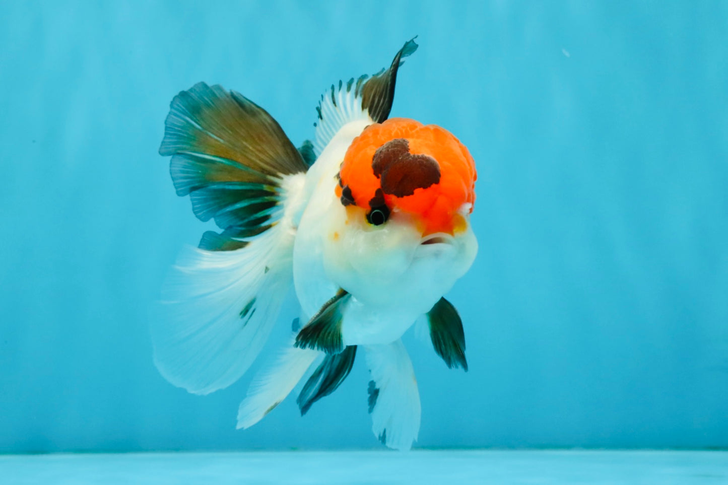 Tricolor Oranda Male 5-5.5 inches #041026OR_12