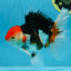 A Grade Tricolor Oranda Male 5-5.5 inches #082225OR_19