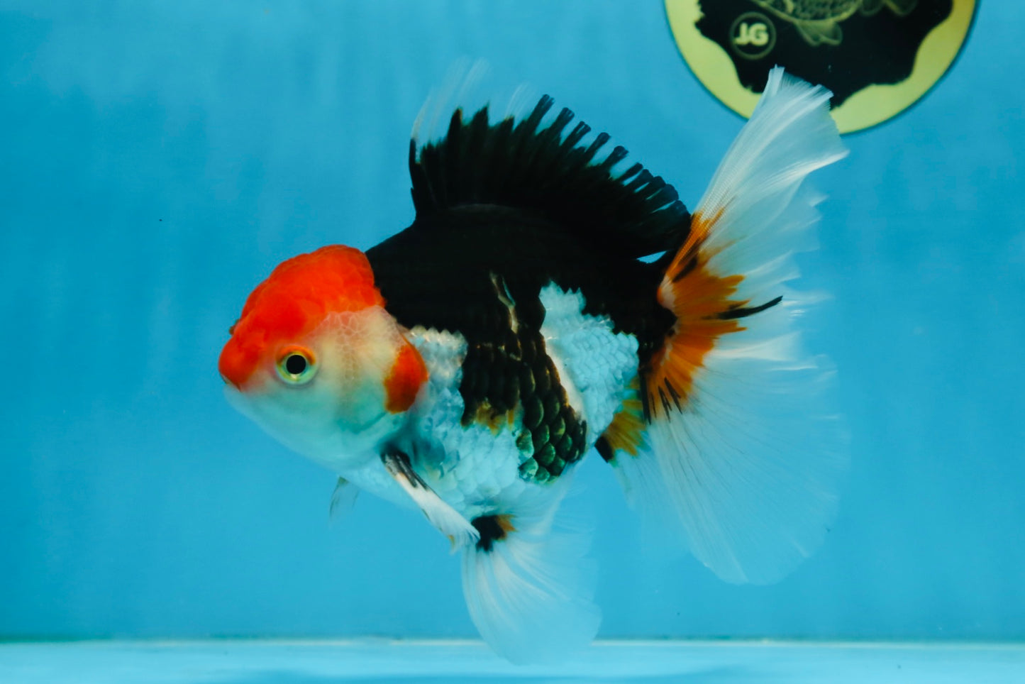 A Grade Tricolor Oranda Male 5-5.5 inches #082225OR_19