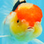 A Grade Chubby Cheeks Tricolor Oranda Female 5.5 inches #081525OR_16