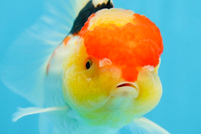 A Grade Chubby Cheeks Tricolor Oranda Female 5.5 inches #081525OR_16