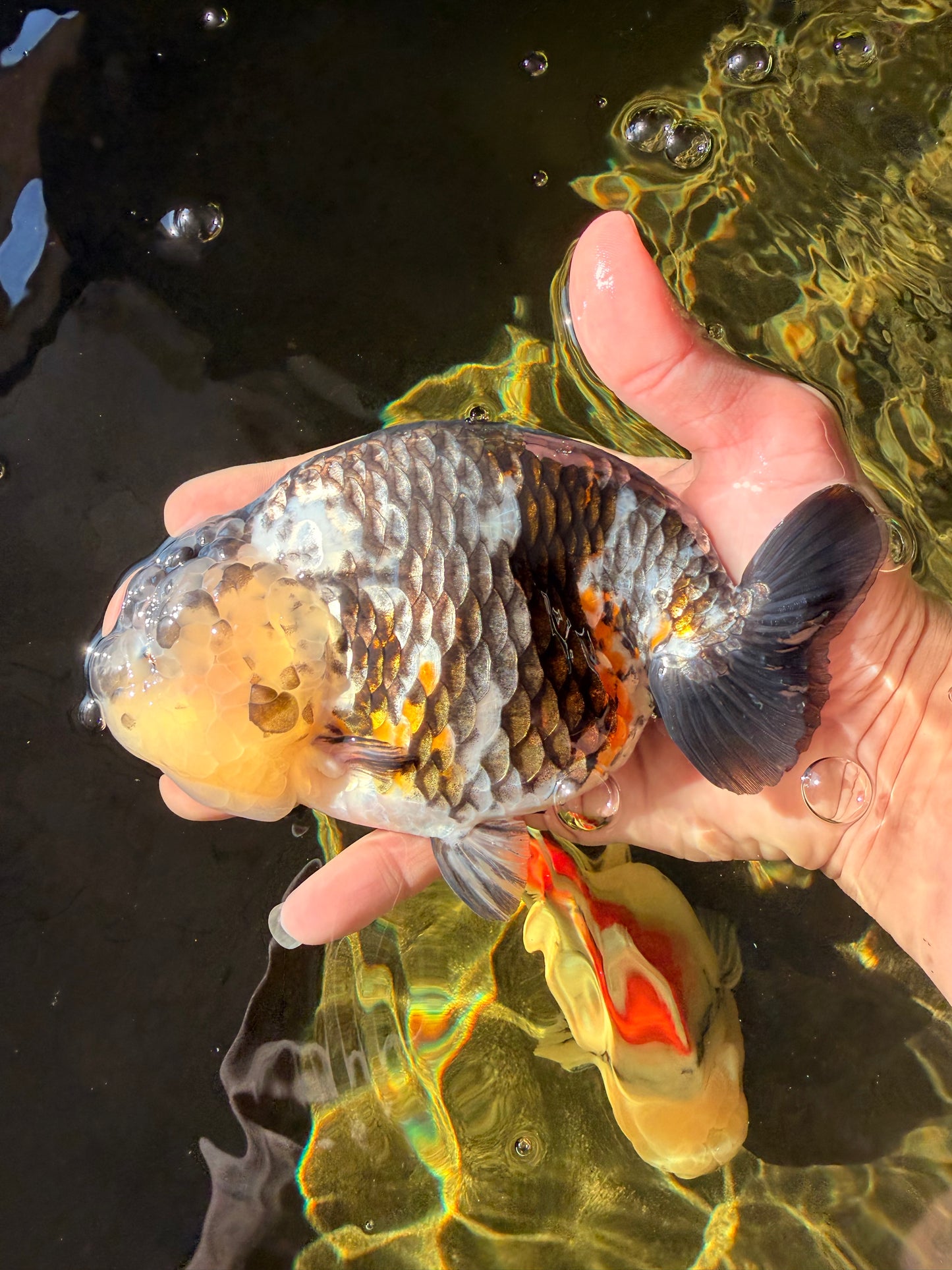 SPECIAL Pepper Calico Chinese Ranchu Female 6-6.5 inches #032026RC_30