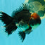 AAA Grade Red Head Kirin Oranda Male 6-6.5 inches #070326OR_27