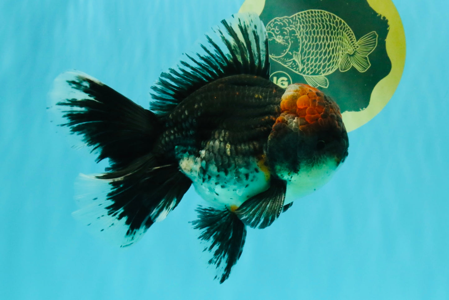 AAA Grade Red Head Kirin Oranda Male 6-6.5 inches #070326OR_27