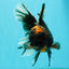 CHONKY A Grade Tiger Oranda Male 7 inches #082126OR_16