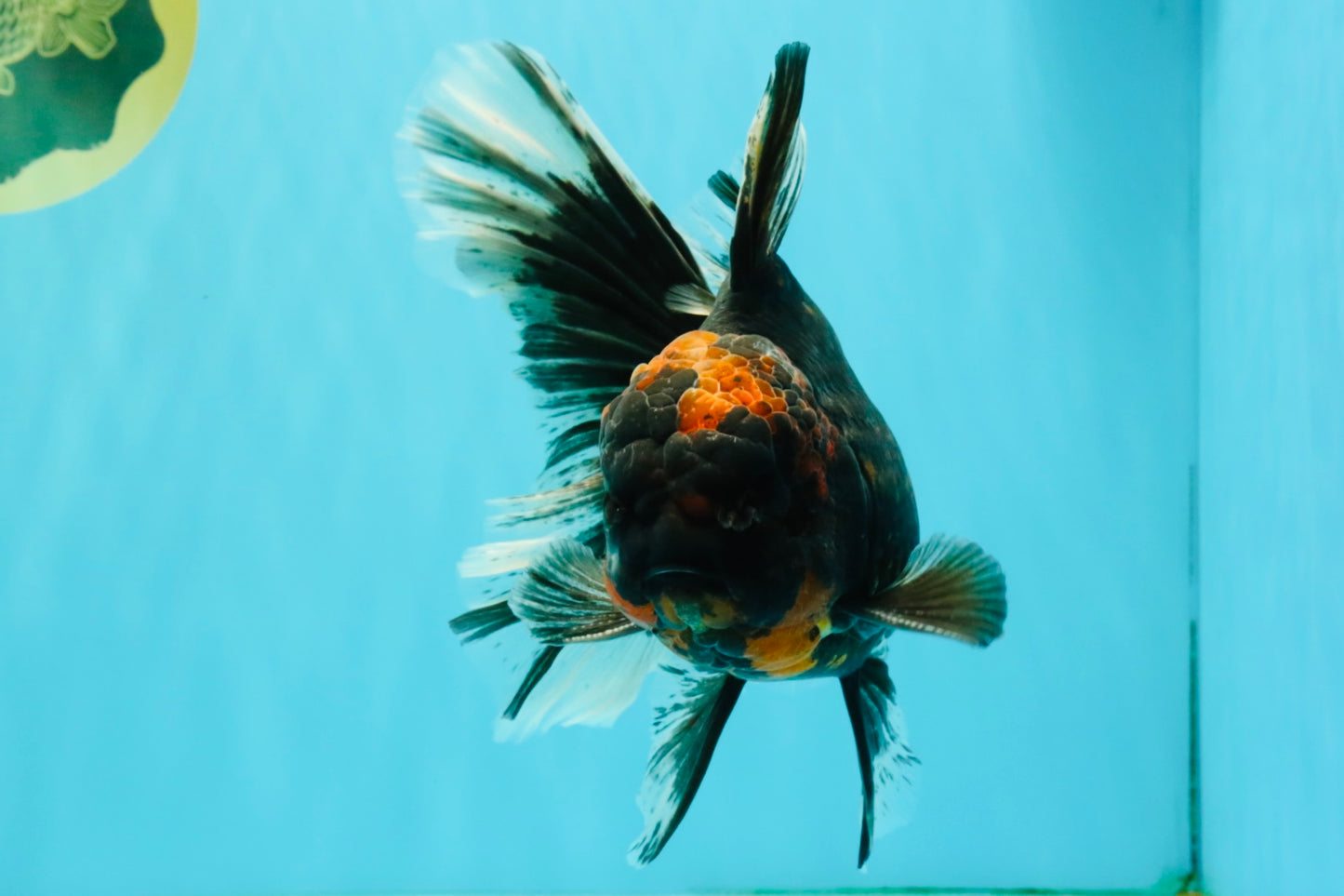 CHONKY A Grade Tiger Oranda Male 7 inches #082126OR_16