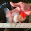 A Grade Sakura Oranda Male 5 inches #110824OR_11