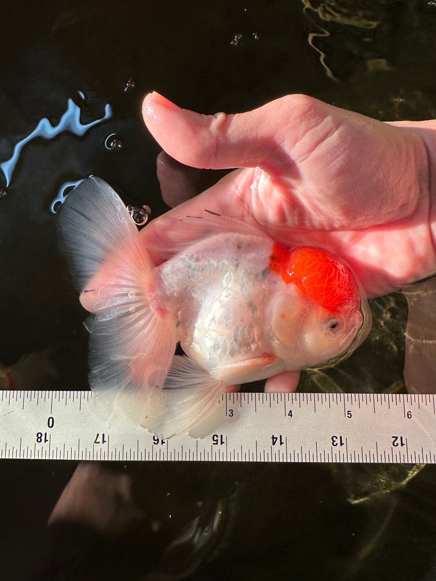 A Grade Sakura Oranda Male 5 inches #110824OR_11