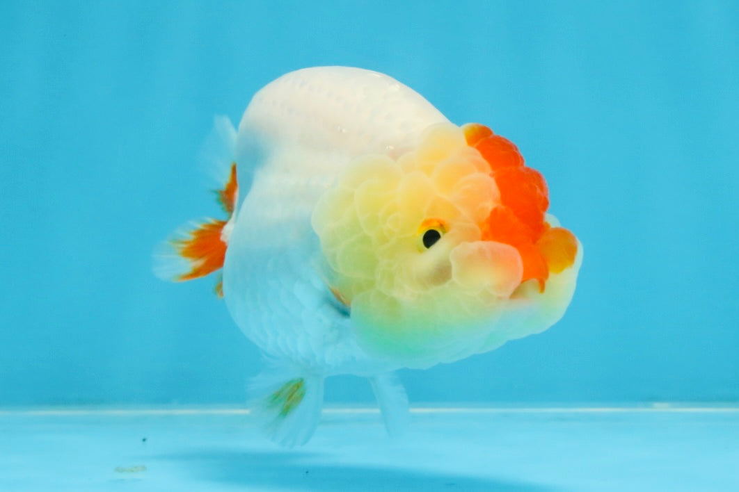 AAA Grade Red White LionQueen 4 inches #103125LC_28