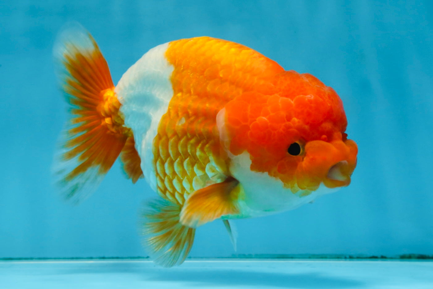 A Grade Red White LionKing 5.5 inches #091925LC_22