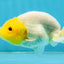 White Lionchu Female 3.5-4 inches #121225LC_14