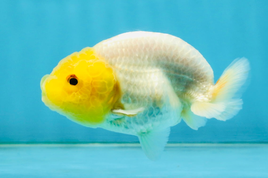 White Lionchu Female 3.5-4 inches #121225LC_14