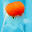 AAA Grade Tomato Head Oranda Female 4.5 inches #0825OR_03