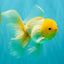 A Grade White Oranda Male 5.5-6 inches #080726OR_11