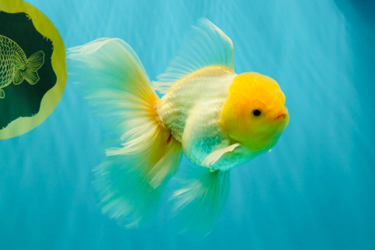 A Grade White Oranda Male 5.5-6 inches #080726OR_11