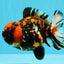 Tiger Yuanbao Male 4.5-5 inches #022726YB_06