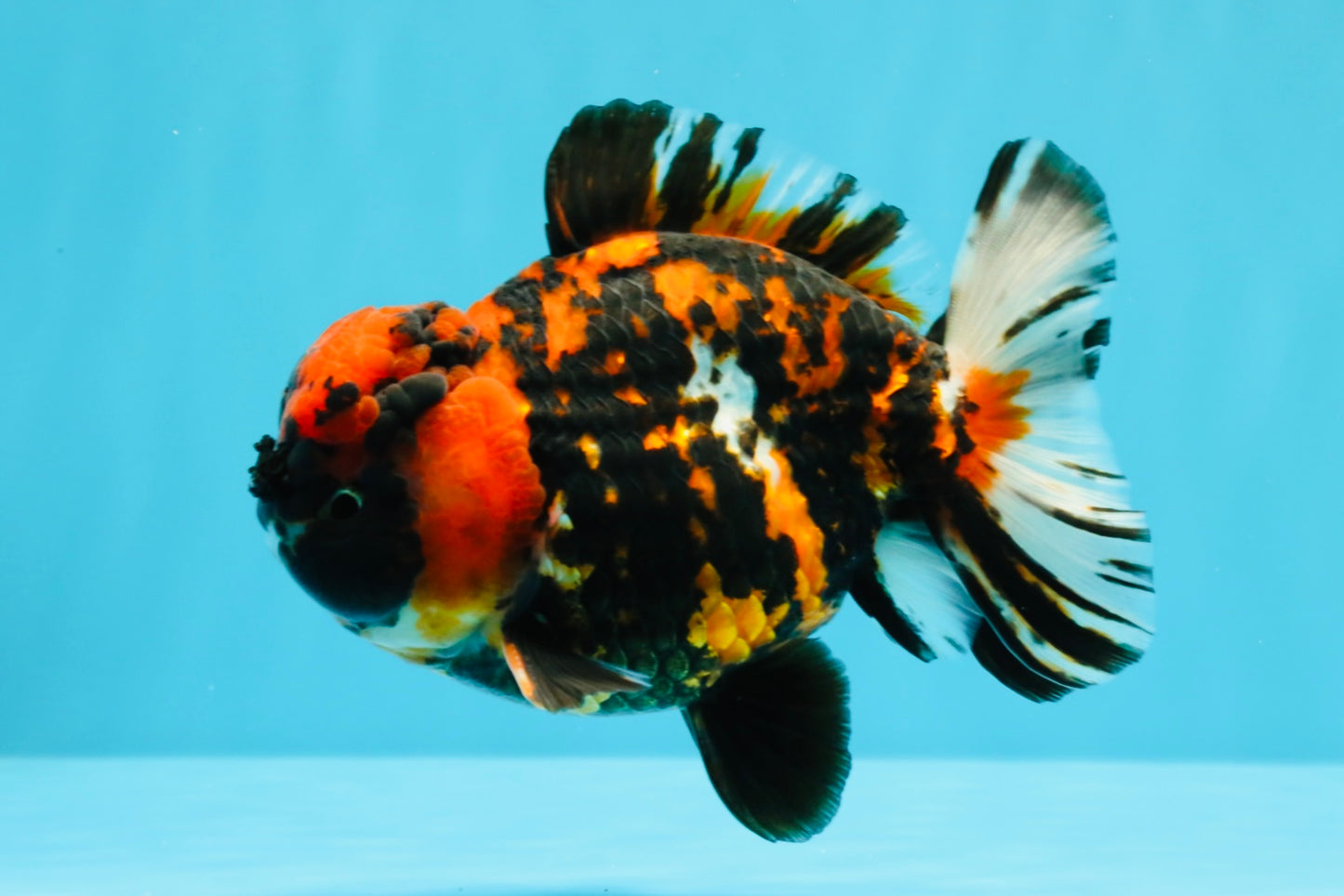 Tiger Yuanbao Male 4.5-5 inches #022726YB_06