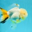 RARE YELLOW Lemonhead Neon Tail Oranda Male 5 inches #0531OR_12