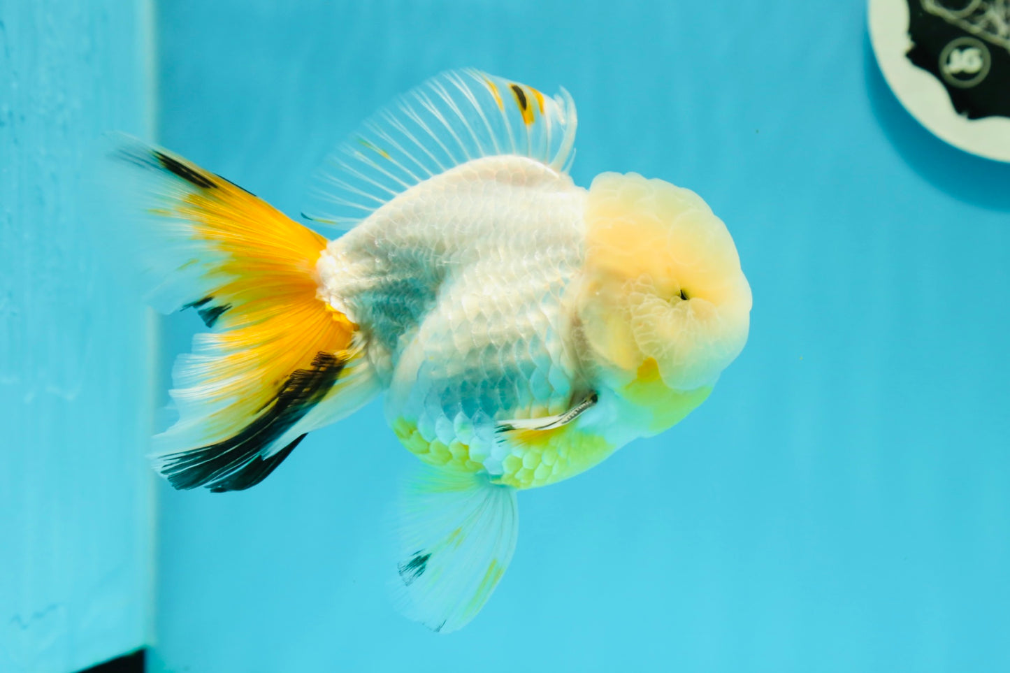 RARE YELLOW Lemonhead Neon Tail Oranda Male 5 inches #0531OR_12