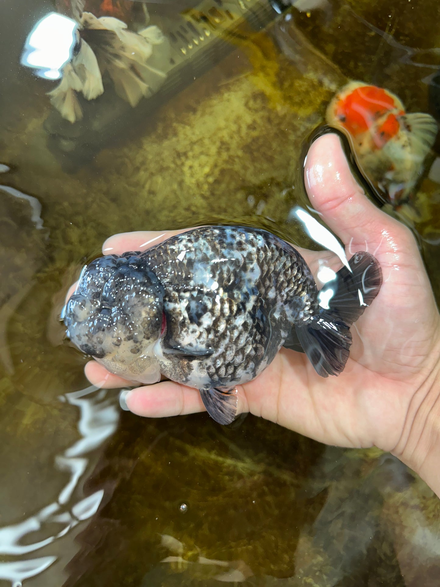 AAA Grade White Tiger LionQueen 5-5.5 inches #081525LC_04