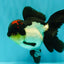 Tricolor Oranda Female 5.5 inches #082126OR_12