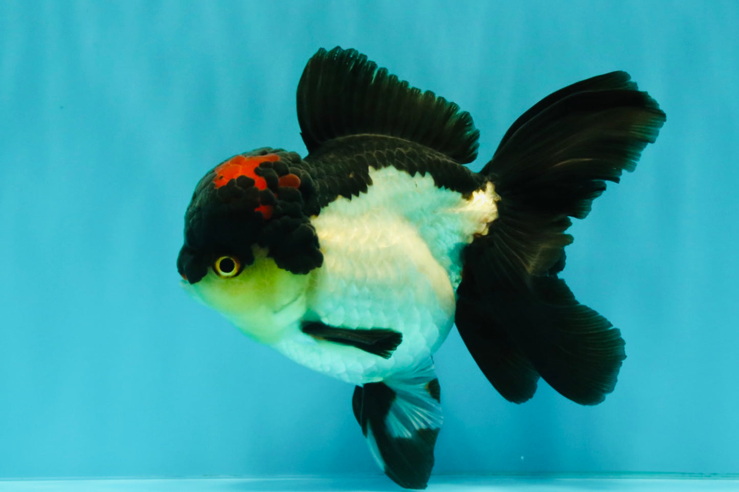 Tricolor Oranda Female 5.5 inches #082126OR_12