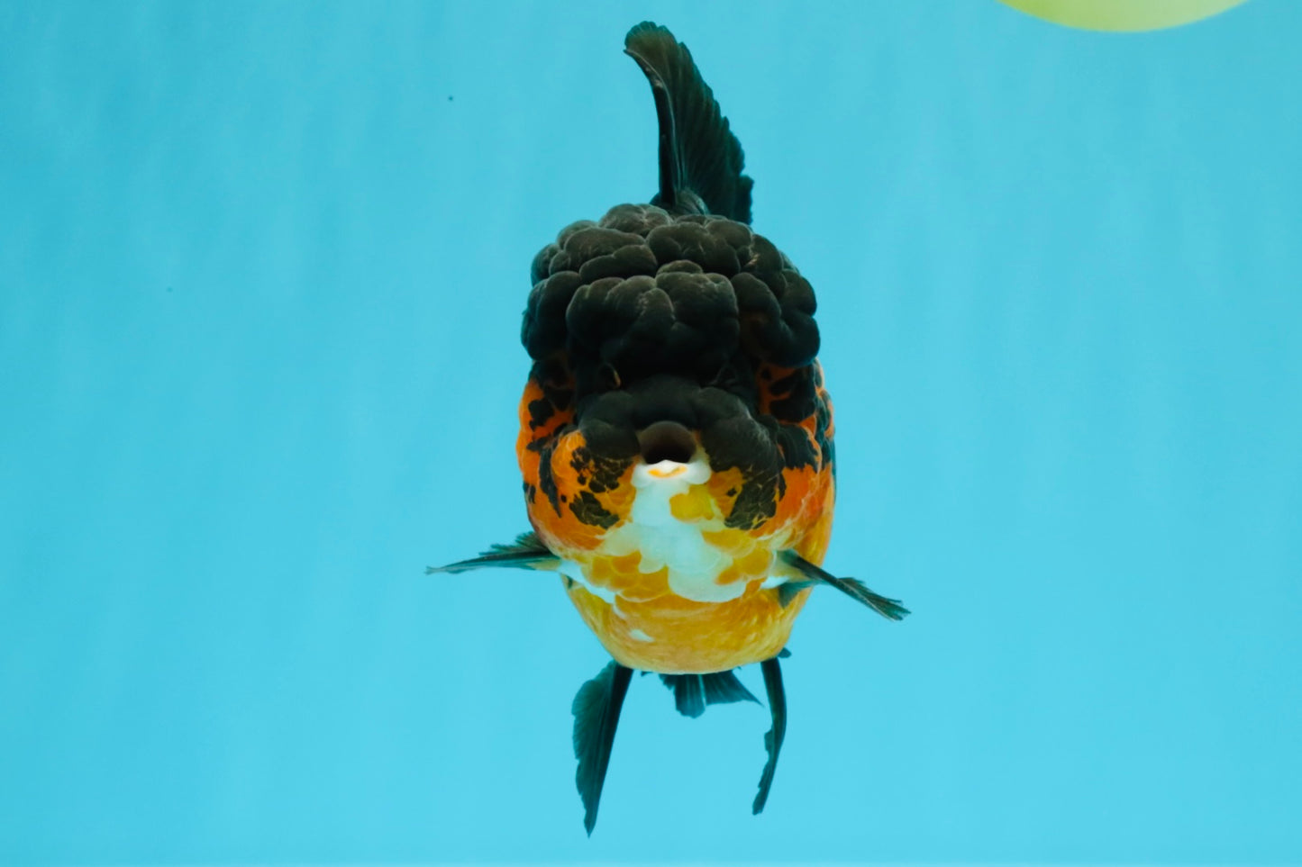 A Grade LAVA Apache Oranda Female 5.5-6 inches #030626OR_28