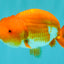 A Grade Red White LionKing 4-4.5 inches #070326LC_37