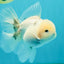A Grade Marble Oranda Male 5-5.5 inches #050126OR_11