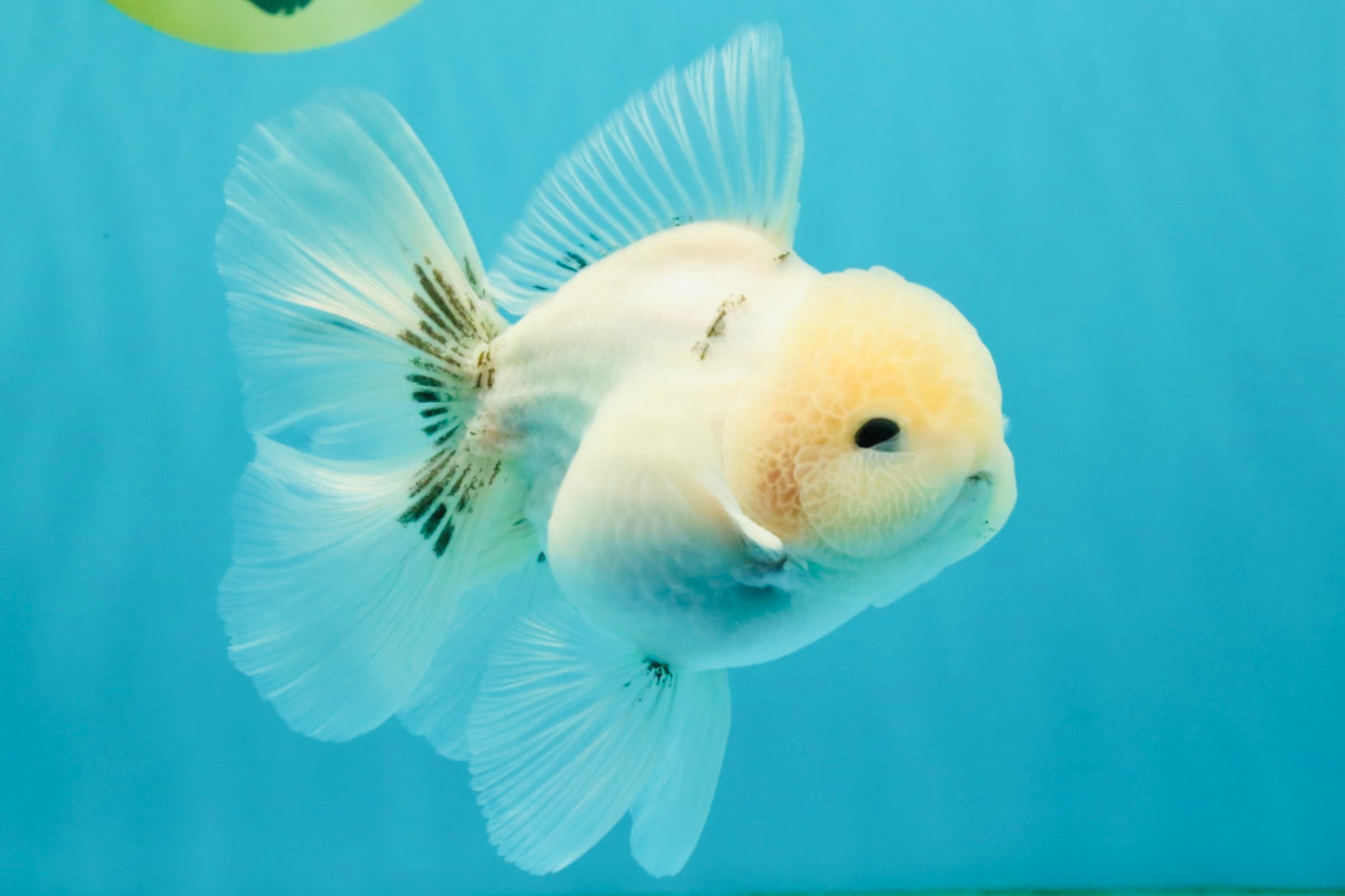 A Grade Marble Oranda Male 5-5.5 inches #050126OR_11