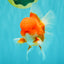 CHONKY AAA Grade Red White Oranda Male 4.5-5 inches #062626OR_37