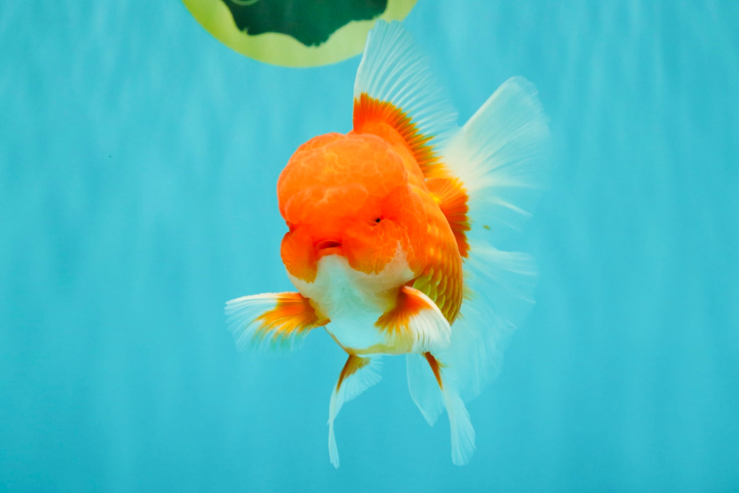 CHONKY AAA Grade Red White Oranda Male 4.5-5 inches #062626OR_37