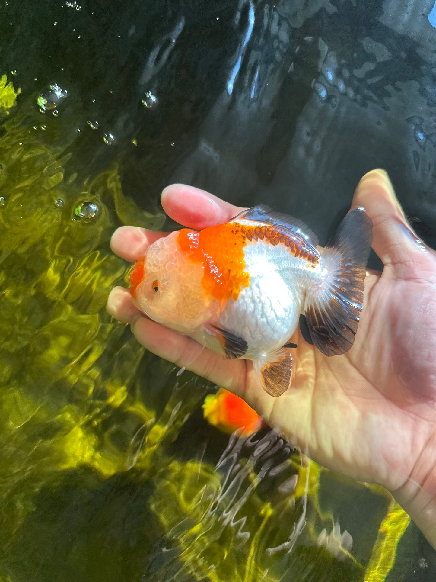 Pompom Tricolor Yuanbao Female 4 inches #050925YB_28