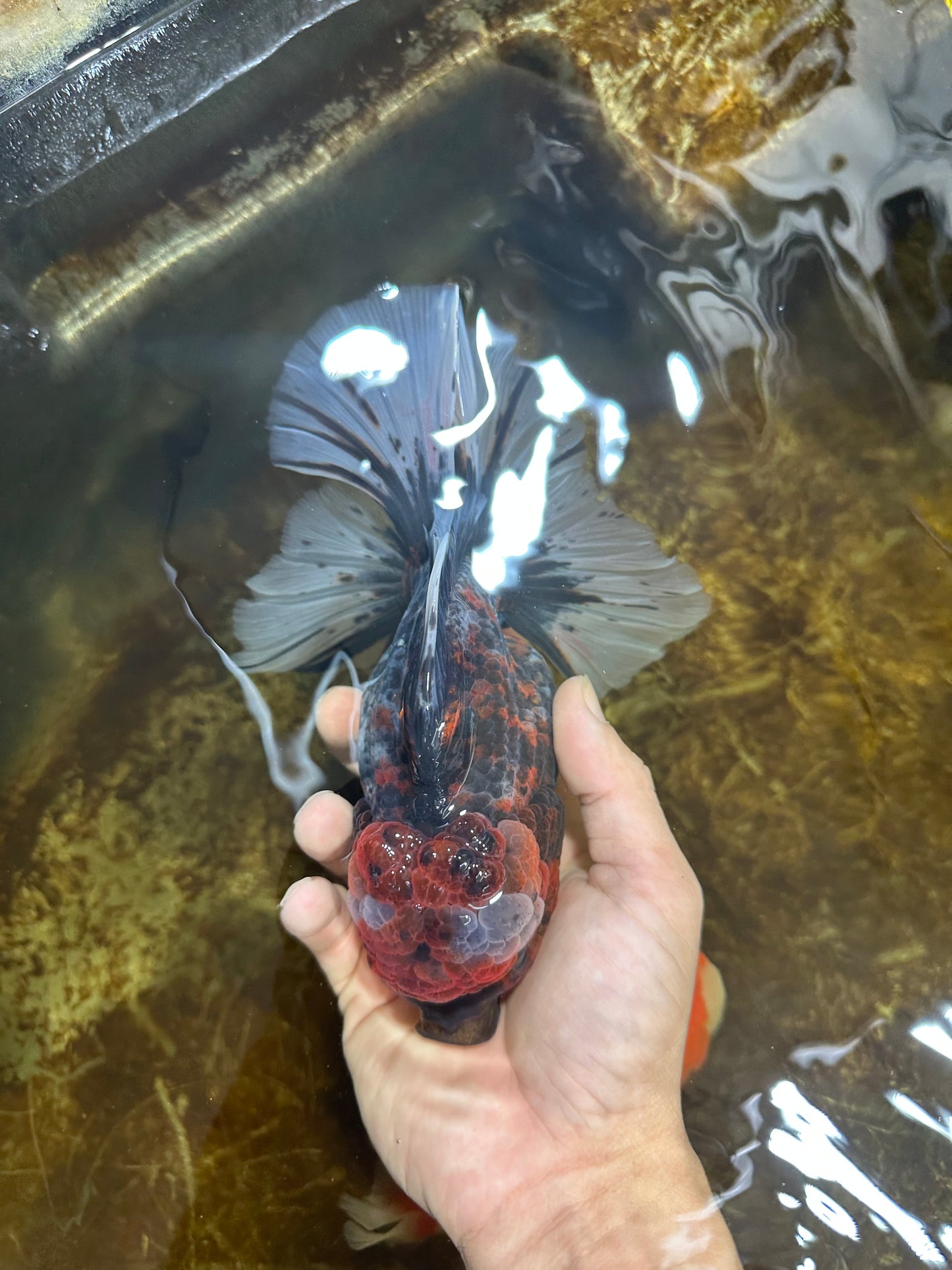 AAA Grade JUMBO Godzilla Kirin Oranda Female 6.5-7 inches #090525OR_11