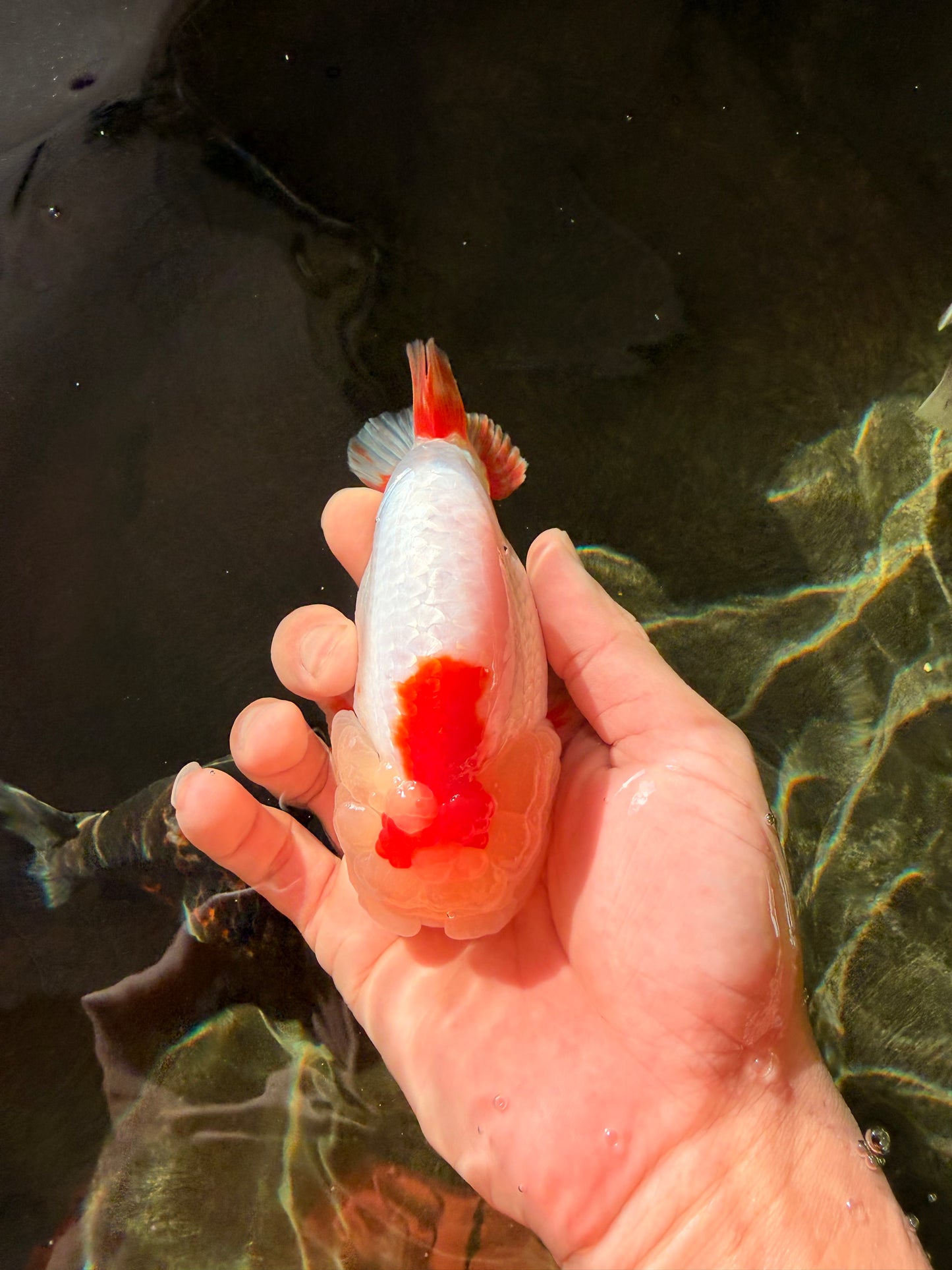 LIPSTICK AAA Grade Red White LionQueen 4.5 inches #032726LC_16