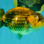 Apache Chinese Ranchu Female 5-5.5 inches #050826RC_11