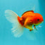 A Grade Red White Oranda Male 5.5 inches #102326OR_21