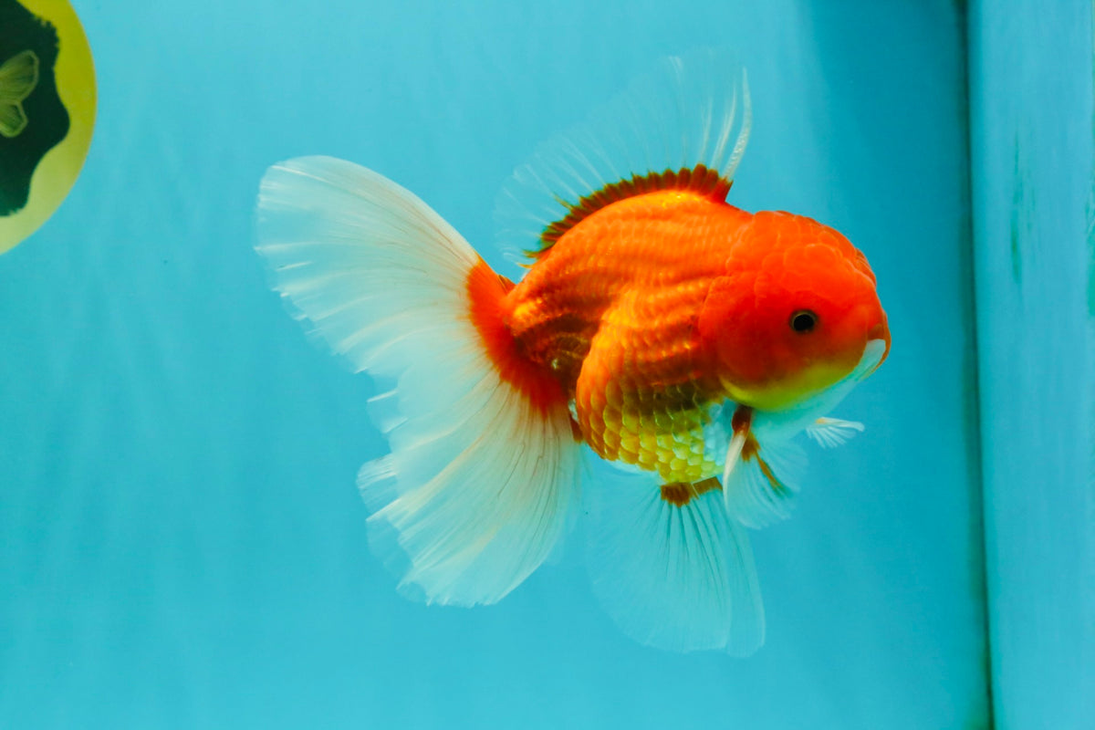 A Grade Red White Oranda Male 5.5 inches #102326OR_21