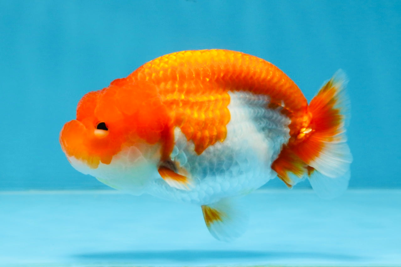 AAA Grade Red White LionQueen 4 inches #103125LC_27