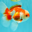 AAA Grade Red White Oranda Male 5 inches #061926OR_23