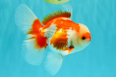 AAA Grade Red White Oranda Male 5 inches #061926OR_23